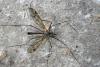 Tipula varipennis